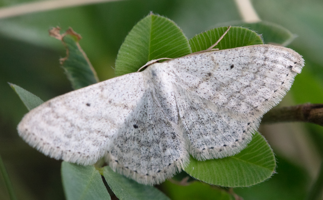 Scopula incanata - hamvas sávosaraszoló