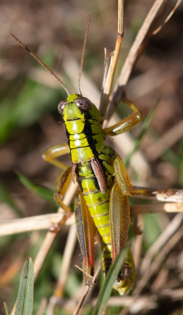 Pseudopodisma nagyi - Nagy-hegyisáska