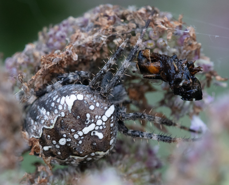 Araneus diadematus - koronás keresztespók