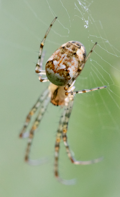 Metellina segmentata/mengei