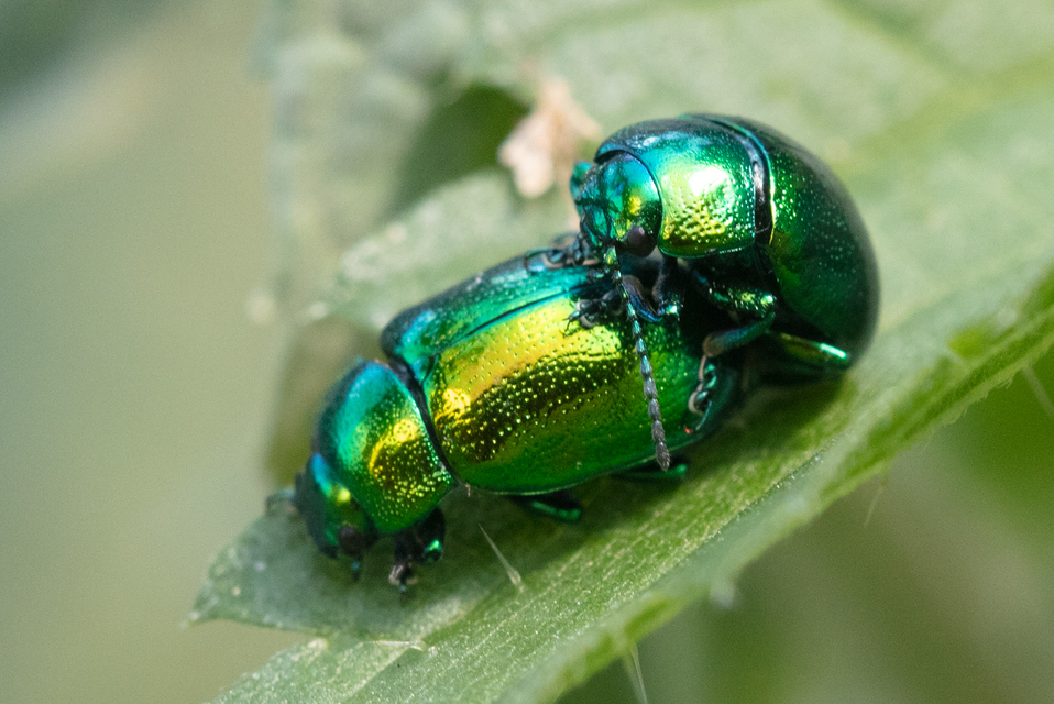 Chrysolina herbacea - zöld mentalevelész