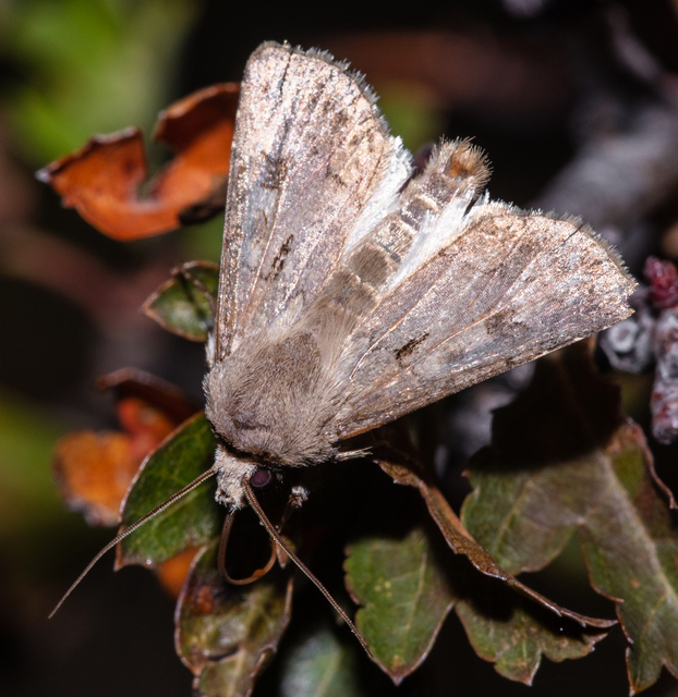 Agrotis exclamationis - felkiáltójeles földibagoly