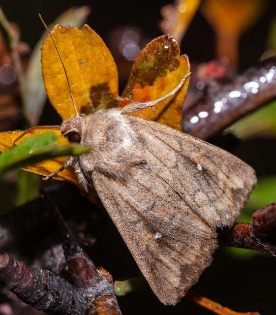 Mythimna albipuncta - fehérpettyes rétibagoly