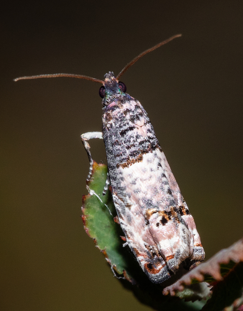 Notocelia incarnatana - jajrózsa-tükrösmoly