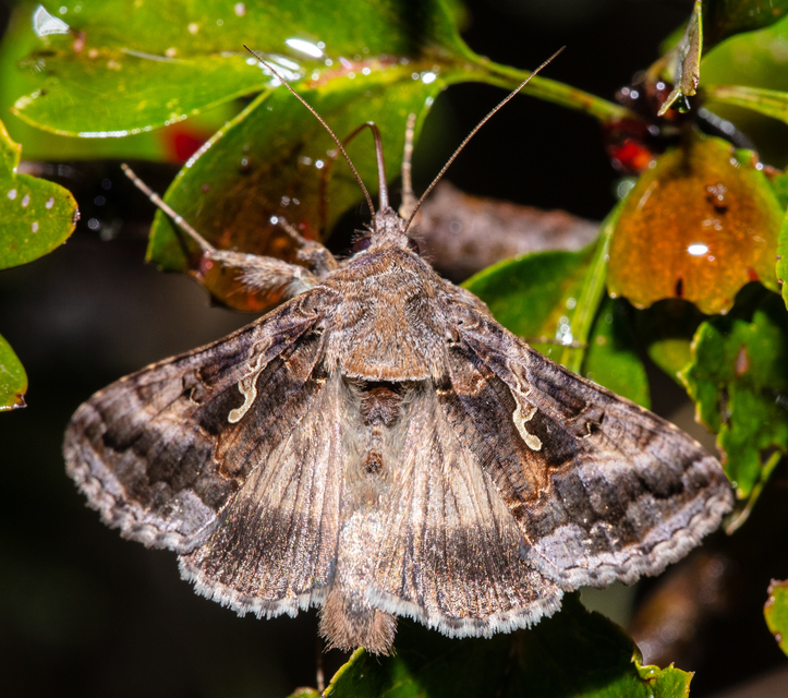 Autographa gamma - gammalepke