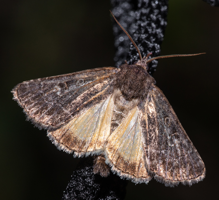 Thalpophila matura - fakó erdeibagoly