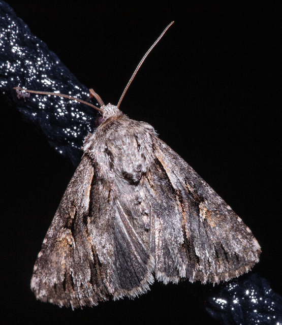 Chloantha hyperici - orbáncfű-sugarasbagoly