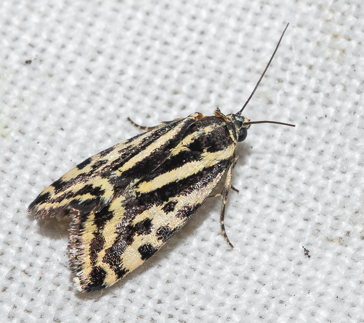 Emmelia trabealis - zebrabagoly