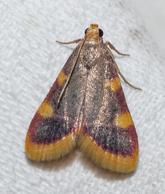 Hypsopygia costalis - szénailonca