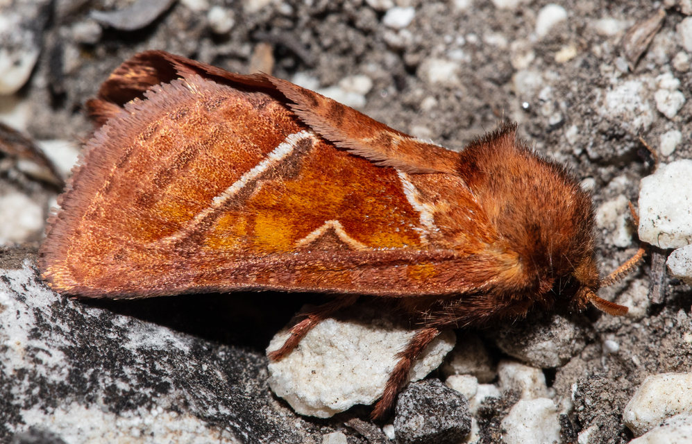 Triodia sylvina - kis gyökérrágólepke