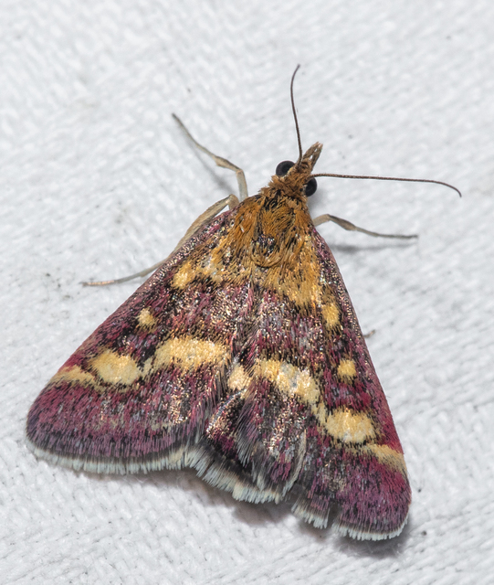 Pyrausta ostrinalis - ritka bíbormoly