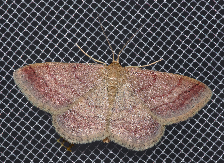 Scopula rubiginata - réti pirosaraszoló