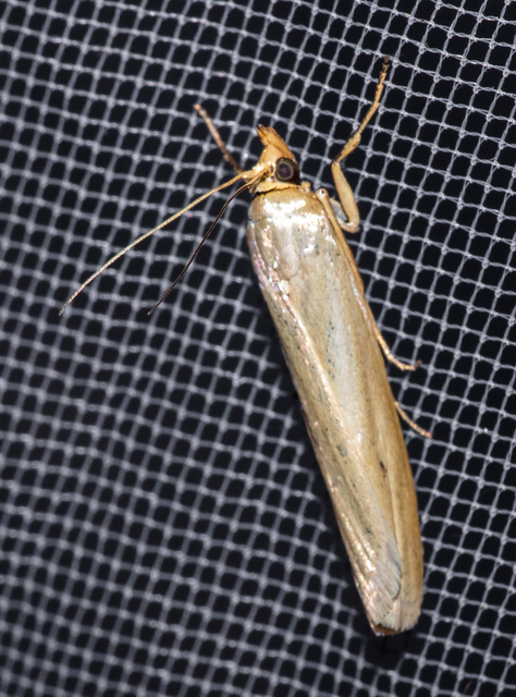 Selagia argyrella - ezüstös karcsúmoly
