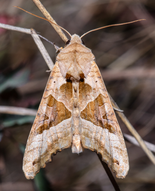 Phlogophora meticulosa - vándorló csipkésbagoly