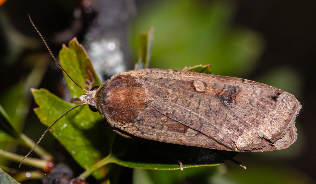 Noctua pronuba - nagy sárgafűbagoly