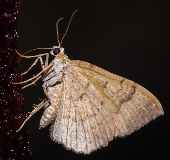 Camptogramma bilineata - kétvonalas sávosaraszoló