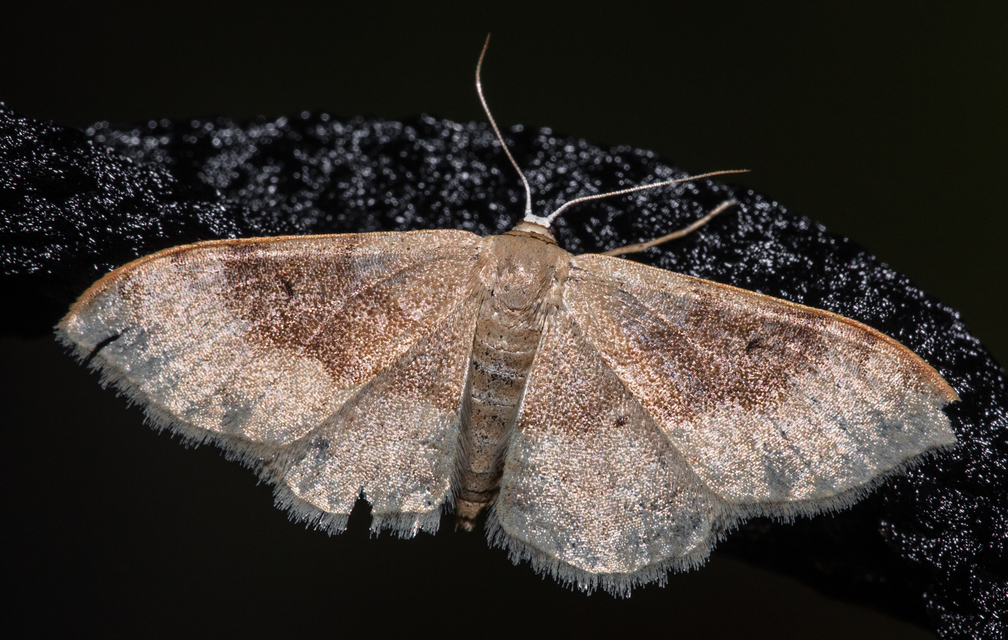 Idaea degeneraria - barnasávos araszoló