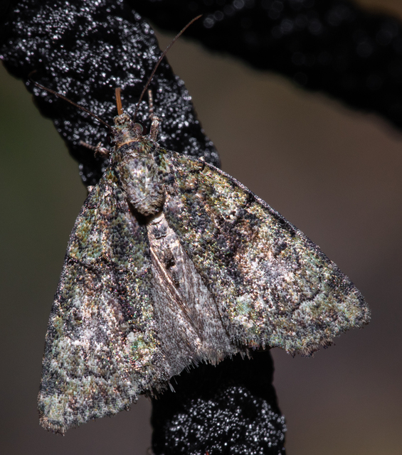Cryphia algae - sárgászöld zuzmóbagoly