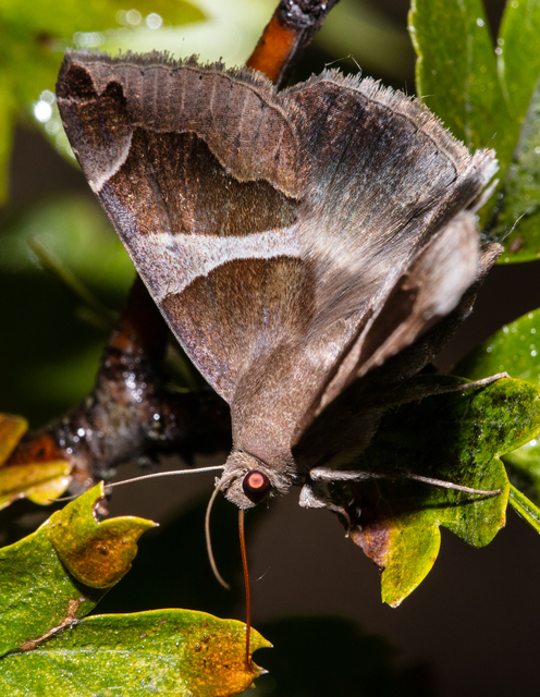 Dysgonia algira - déli porcelánbagoly
