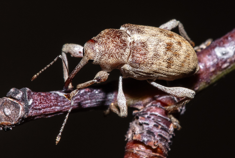 Curculio elephas - gesztenyezsuzsóka