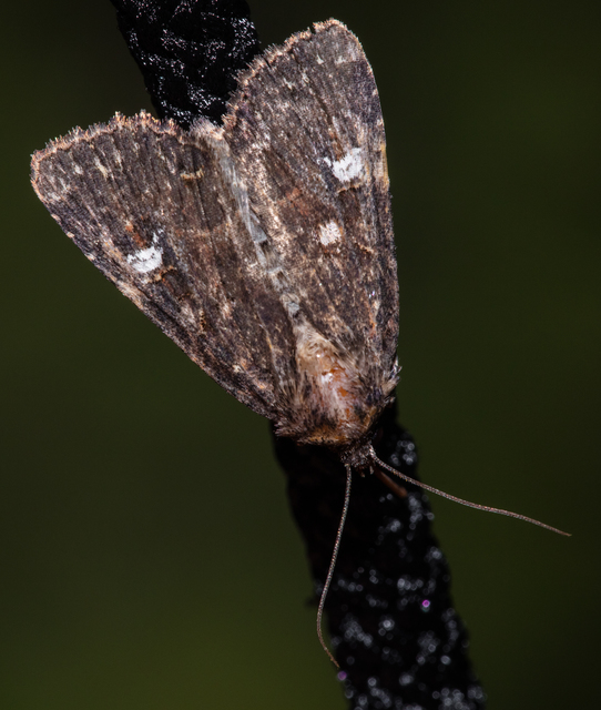 Mesapamea secalella/secalis