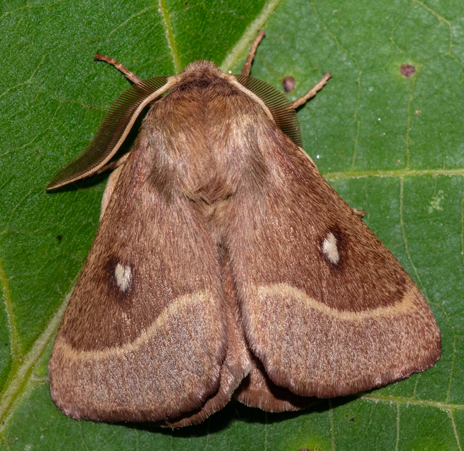 Lasiocampa trifolii - lóhereszövő
