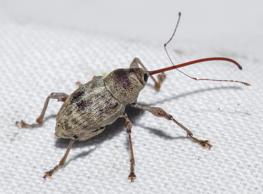 Curculio elephas - gesztenyezsuzsóka