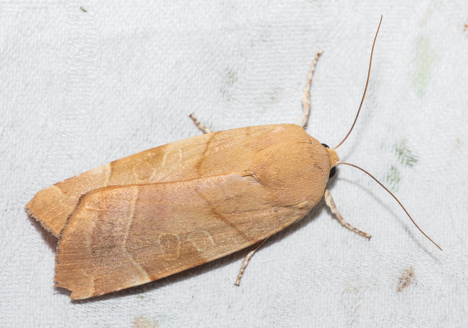 Noctua fimbriata - szélessávú sárgafűbagoly