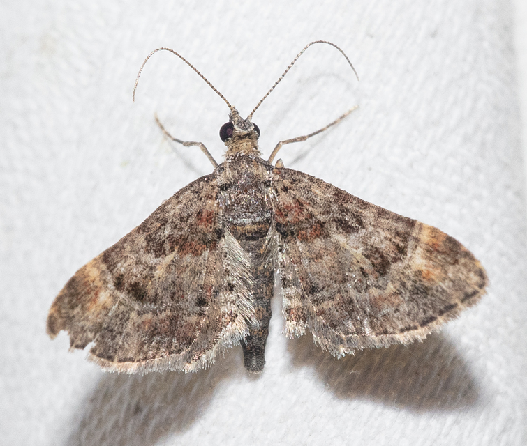 Gymnoscelis rufifasciata - vöröscsíkos törpearaszoló