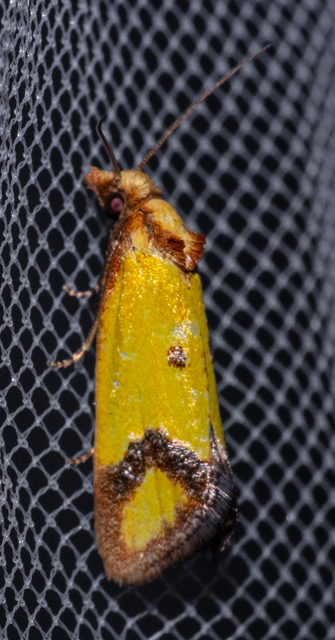Agapeta zoegana - barnacsíkos sárgamoly