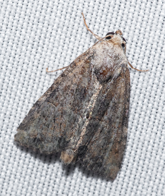 Mesoligia furuncula - kétszínű dudvabagoly