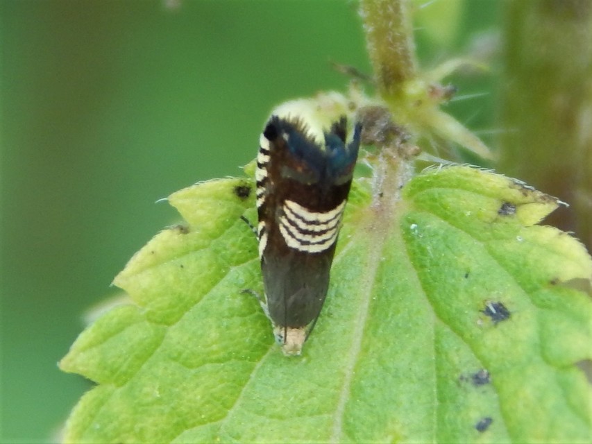 Grapholita compositella - lucernahüvelymoly