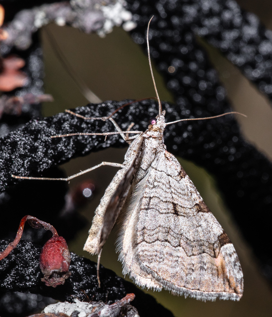 Aplocera plagiata - szürke csíkosaraszoló