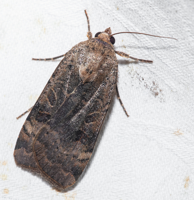 Noctua interposita - köztes sárgafűbagoly