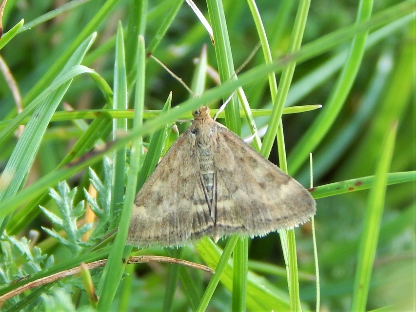 Pyrausta despicata - réti bíbormoly