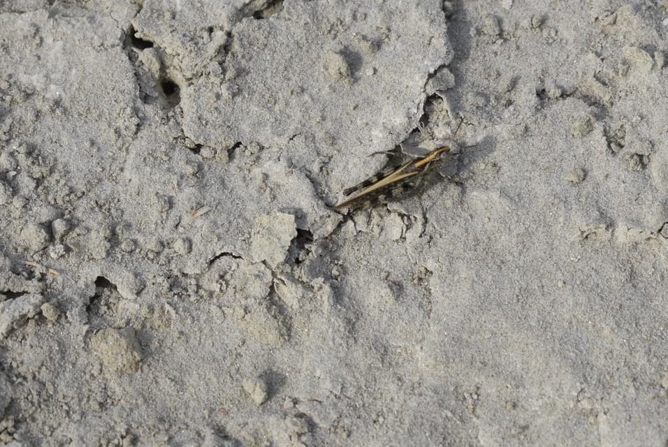 Epacromius coerulipes - sziki sáska