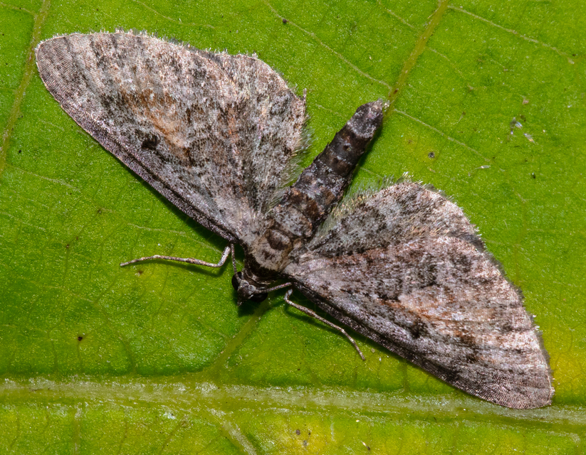 Eupithecia icterata - rozsdafoltos törpearaszoló