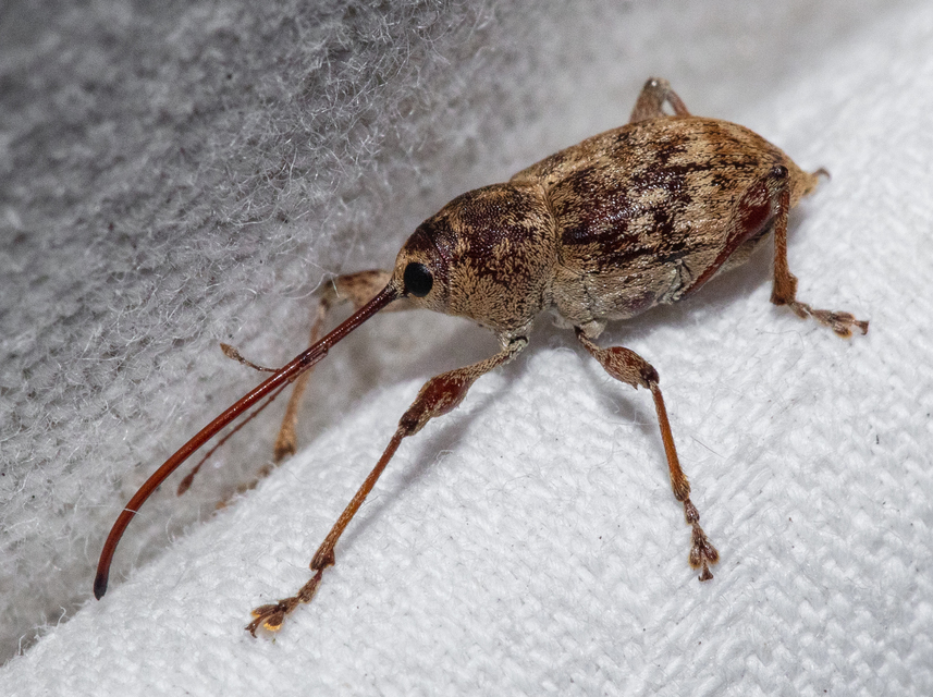 Curculio elephas - gesztenyezsuzsóka