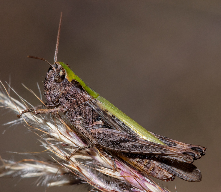 Chorthippus (Glyptobothrus) (subgenus)