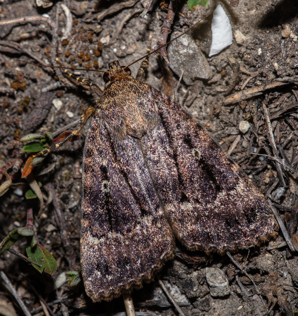 Amphipyra berbera/pyramidea