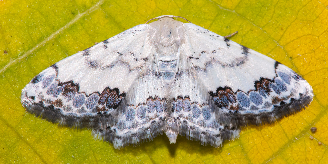 Scopula decorata - tarka fehéraraszoló