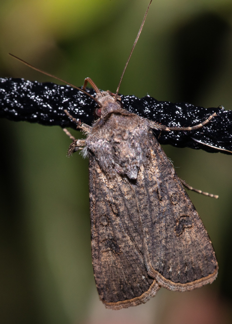 Agrotis segetum - vetési földibagoly