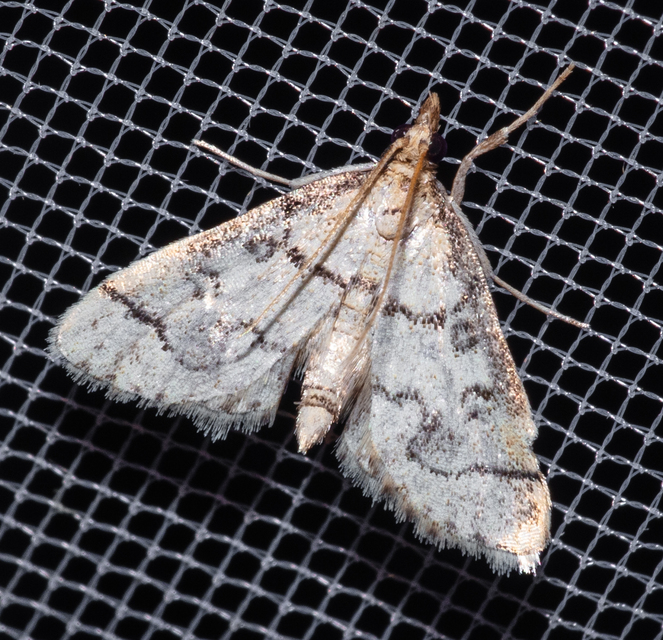 Metasia ophialis - kígyósávos tűzmoly
