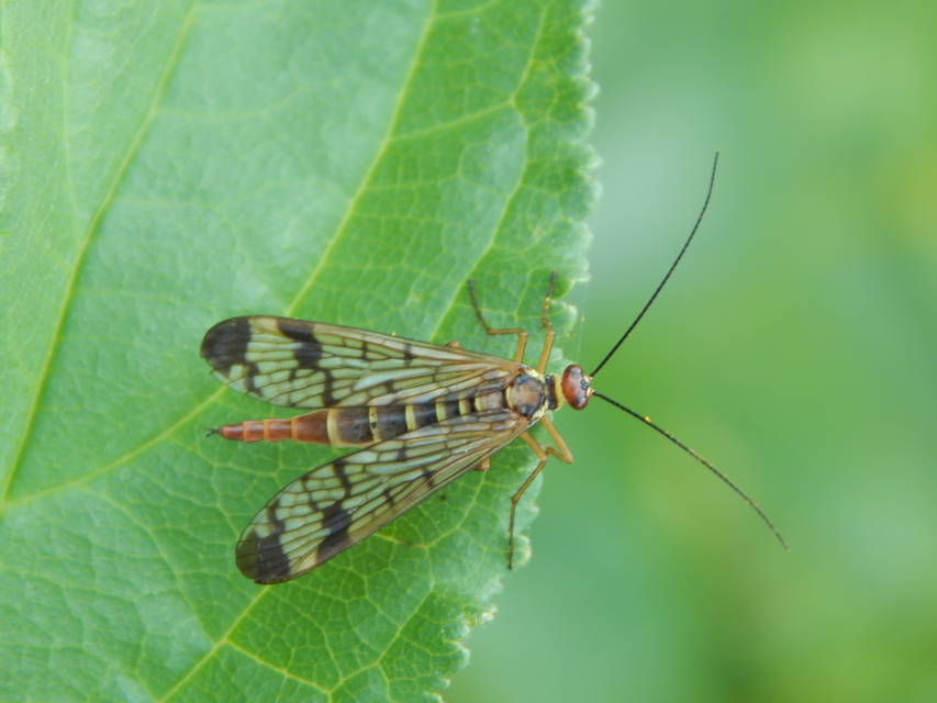 Panorpa cognata