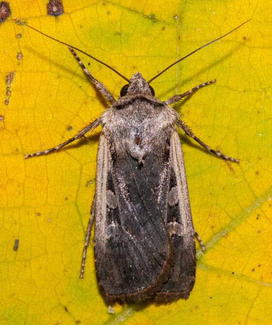 Euxoa hastifera pomazensis - szegélysávos földibagoly
