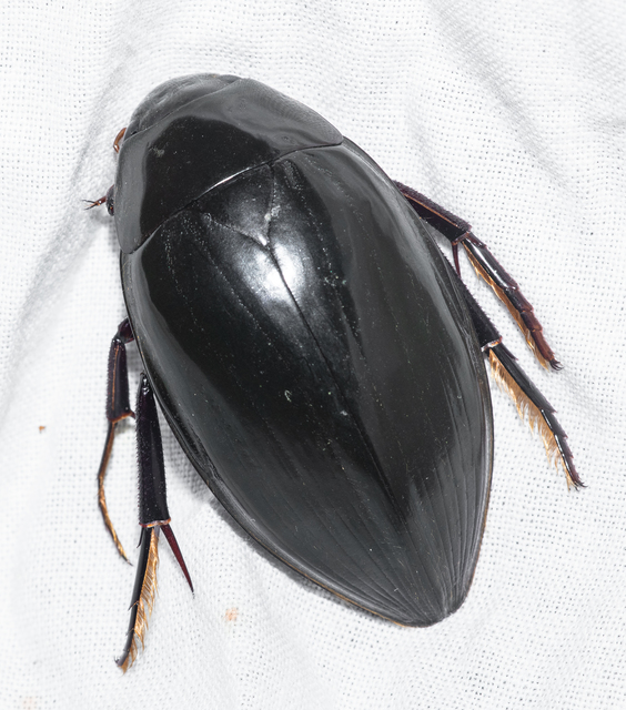 Hydrophilus piceus - közönséges óriáscsibor