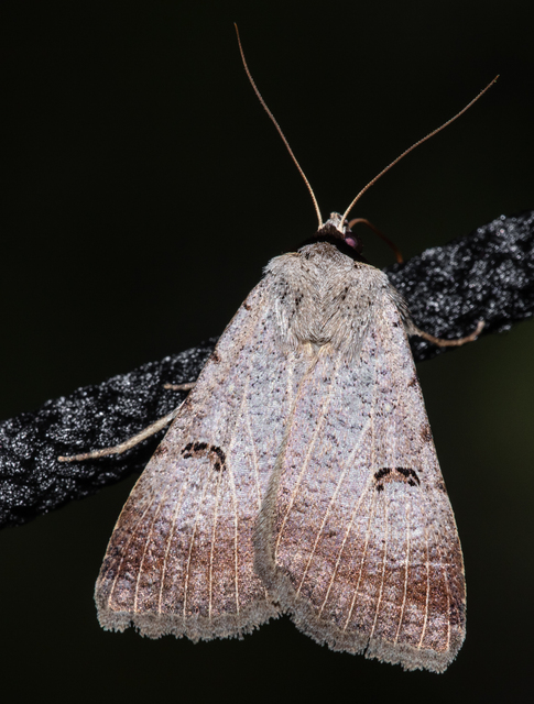 Lygephila craccae - gyakori csüdfűbagoly