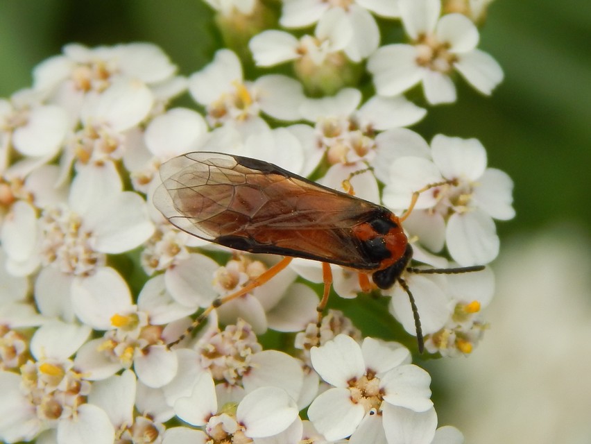 Tenthredinidae - valódi levéldarazsak
