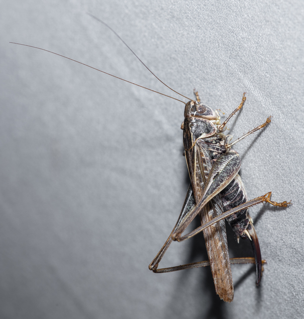 Platycleis affinis - púposhasú rétiszöcske