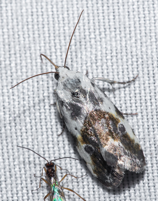 Ponometia candefacta - parlagfűbagoly